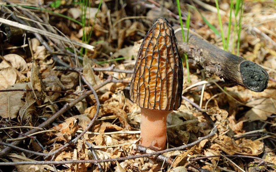 Glutathion naturel : Morchella conica, le champignon éponge qui soutient le foie